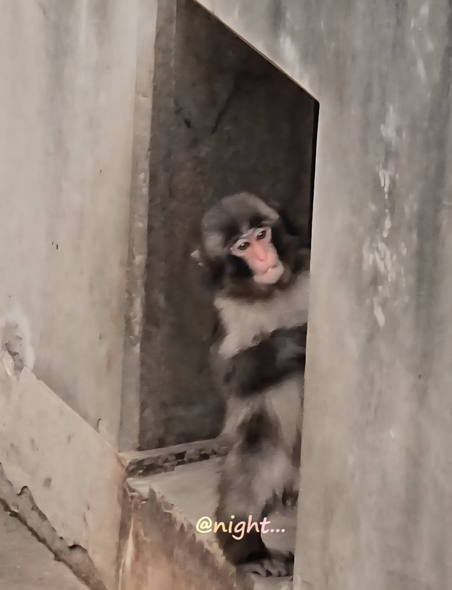 ないと tweet media