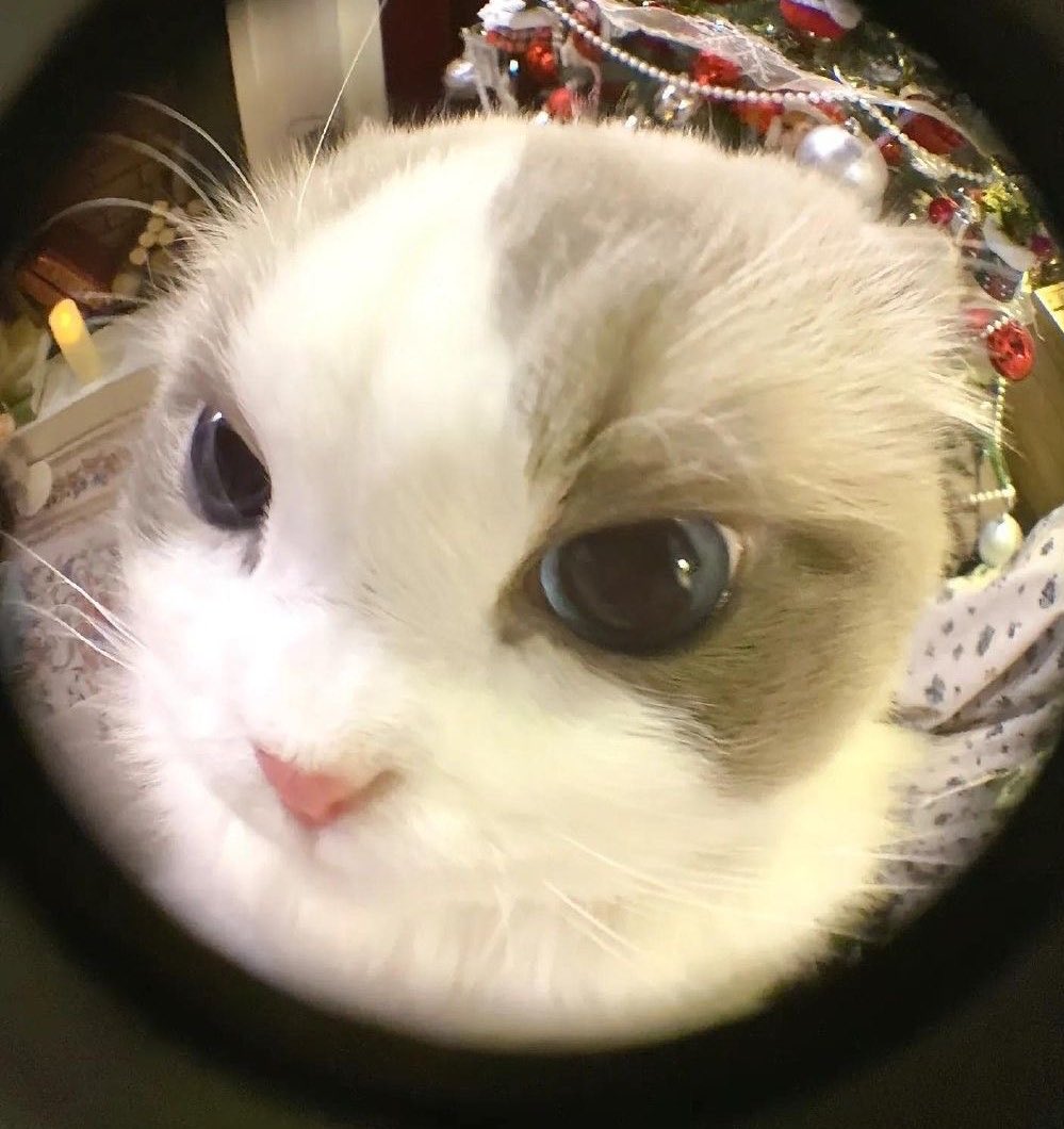 เบบี๋น่ารักมากก 🤲🏻🐈‍⬛💗