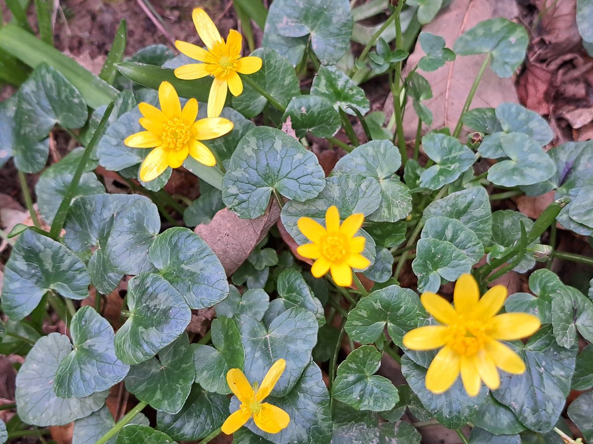 Theo Jans 🌱🌿🌳🌳 tweet media