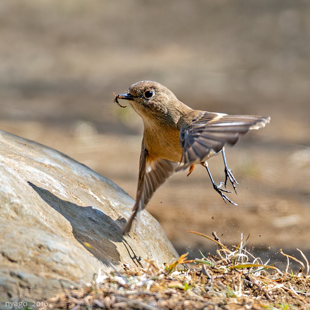 nyago_2016's tweet photo. ジョビコさん♪
#ジョウビタキ #Daurianredstart #鳥 #野鳥 #bird #wildbird #飛翔 #takeoff https://t.co/EIGiH6Gv46