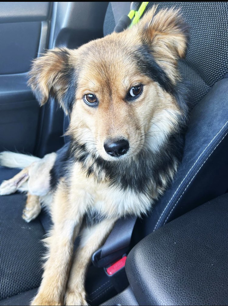 Bu küçük kız sokağa terk edilmiş. Bacağında dikiş izleri var, muhtemelen yeni bir operasyon geçirmiş. Şu an koruma altına aldık. El birliğiyle ona sıcak bir yuva bulabilir miyiz? <a href="/denizcyo/">Deniz</a>