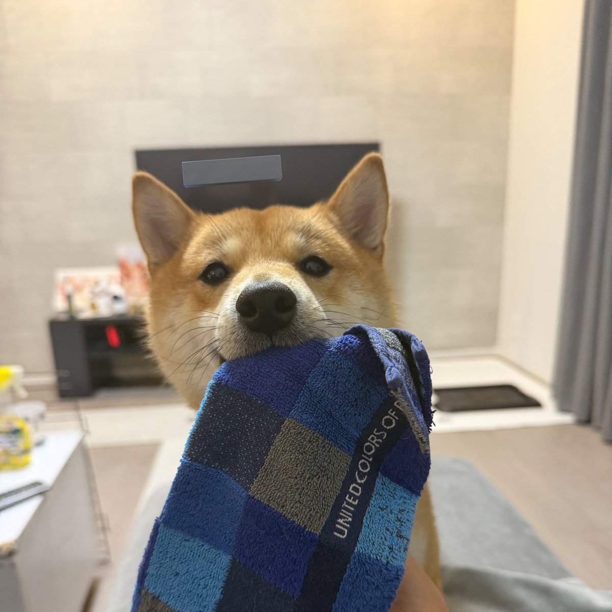 豆柴🐶育三郎 tweet media