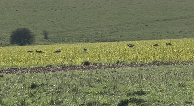 Roger Treeby tweet media