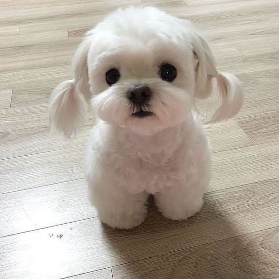 มาเบลเหมือนมอลทีสอะวันนี้ น่ารักกก 💖 🐶
#หงส์ทองเฟี้ยวติวัลxPiXXiE #Mabelz_PiXXiE