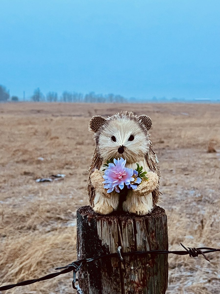 Rob laird tweet media