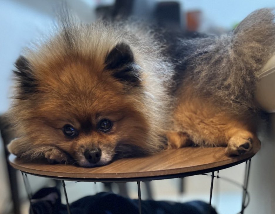 ペン入れ見守り犬