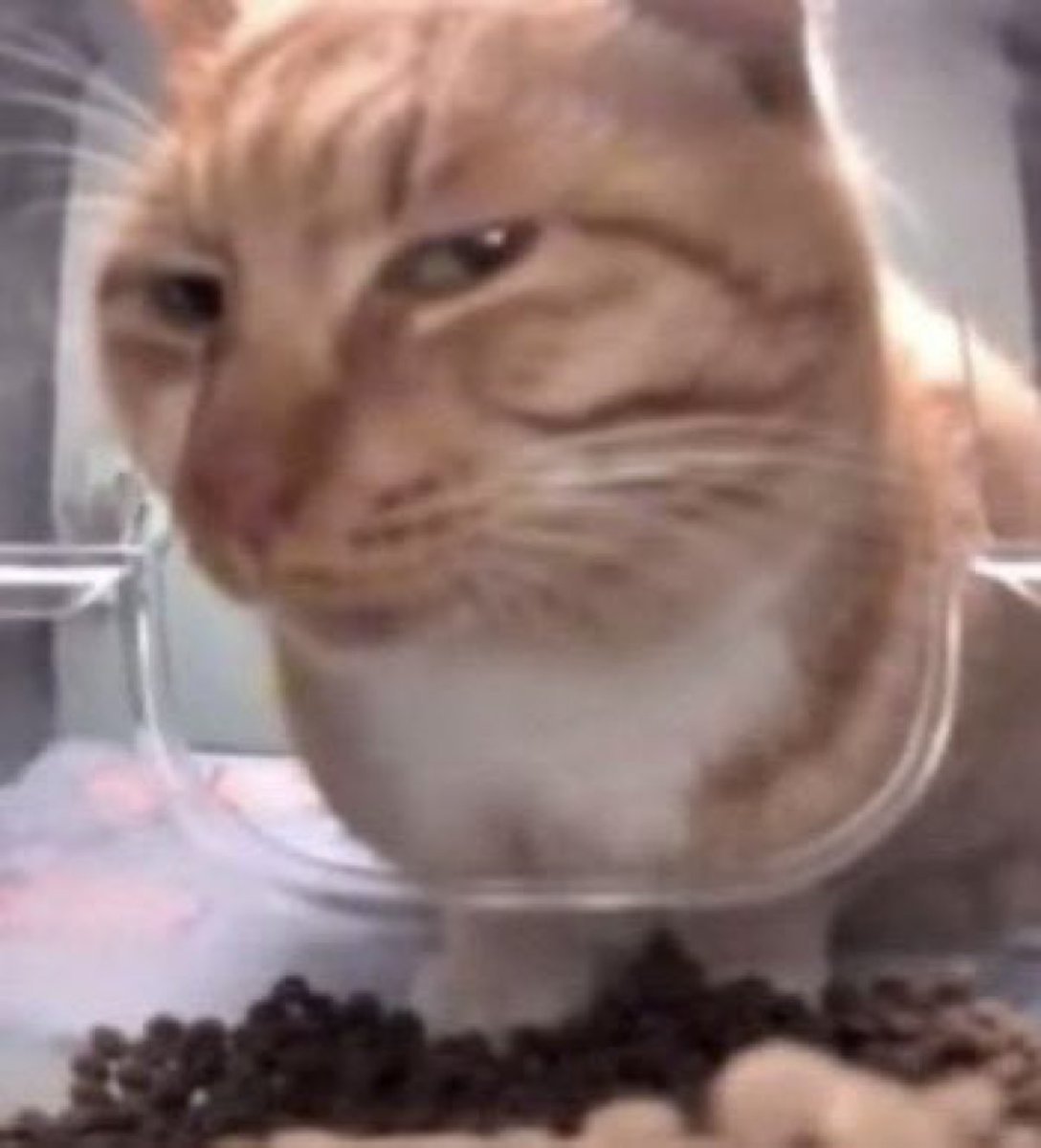 가짜채칼 tweet media