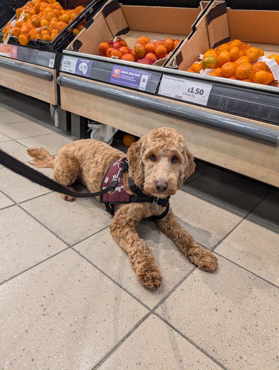 Hearing Dogs for Deaf People tweet media