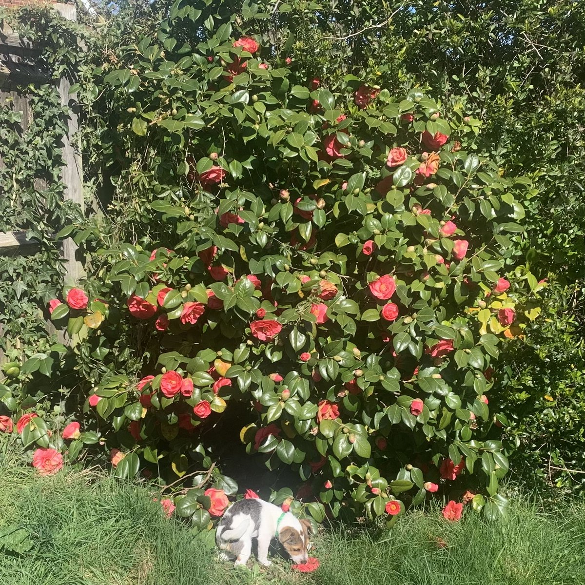 James Martin Charlton tweet media