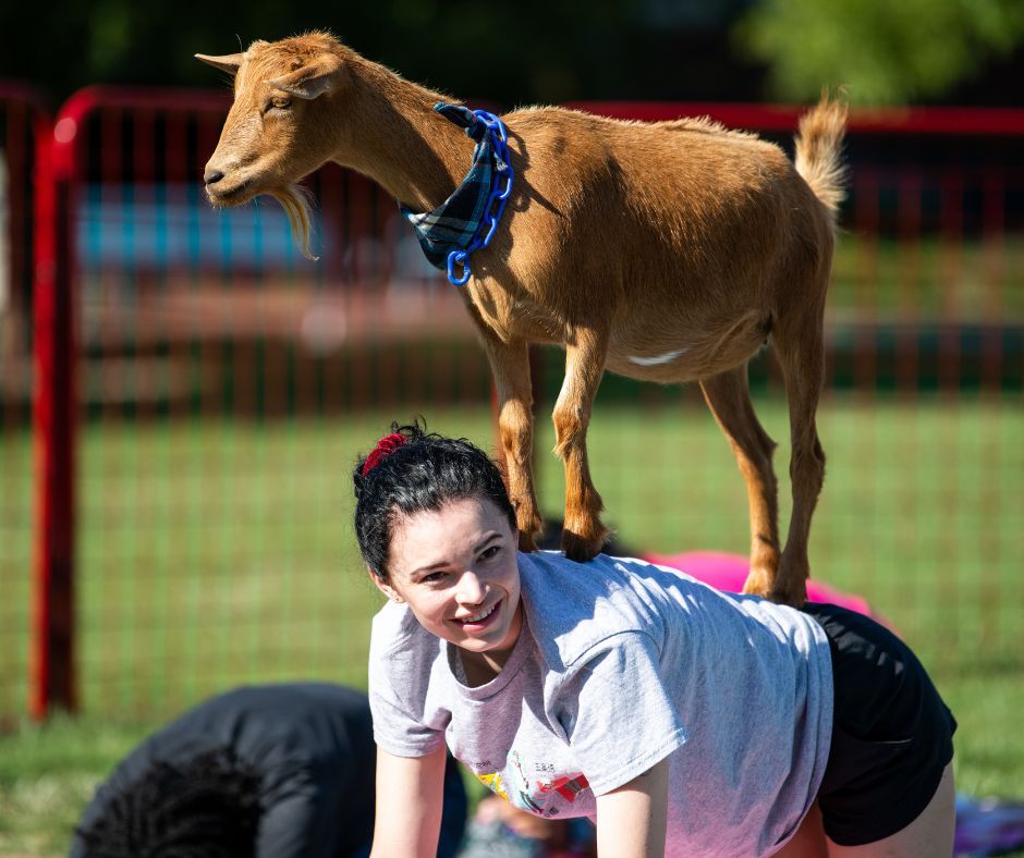 Goat a minute? 🐐 Goat Yoga hits the Great Lawn on March 23! Stretch, reset, and maybe score a goat cuddle in the process.

For more details visit: buff.ly/9rLCd4g

 #ETAMU #GoatYoga #SelfCare