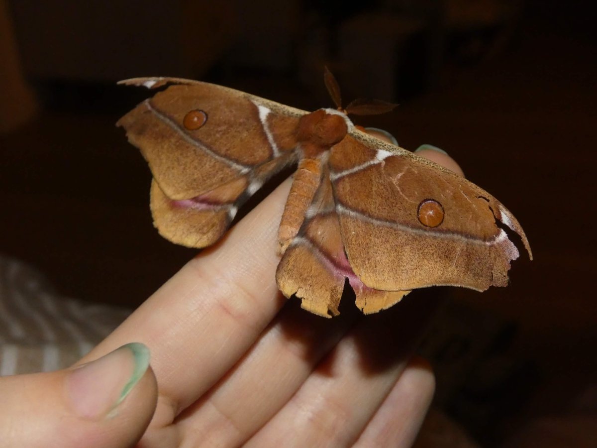 rio 🪲 bug oomf tweet media