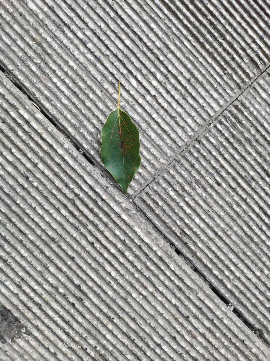 Gironimo Indianer tweet media