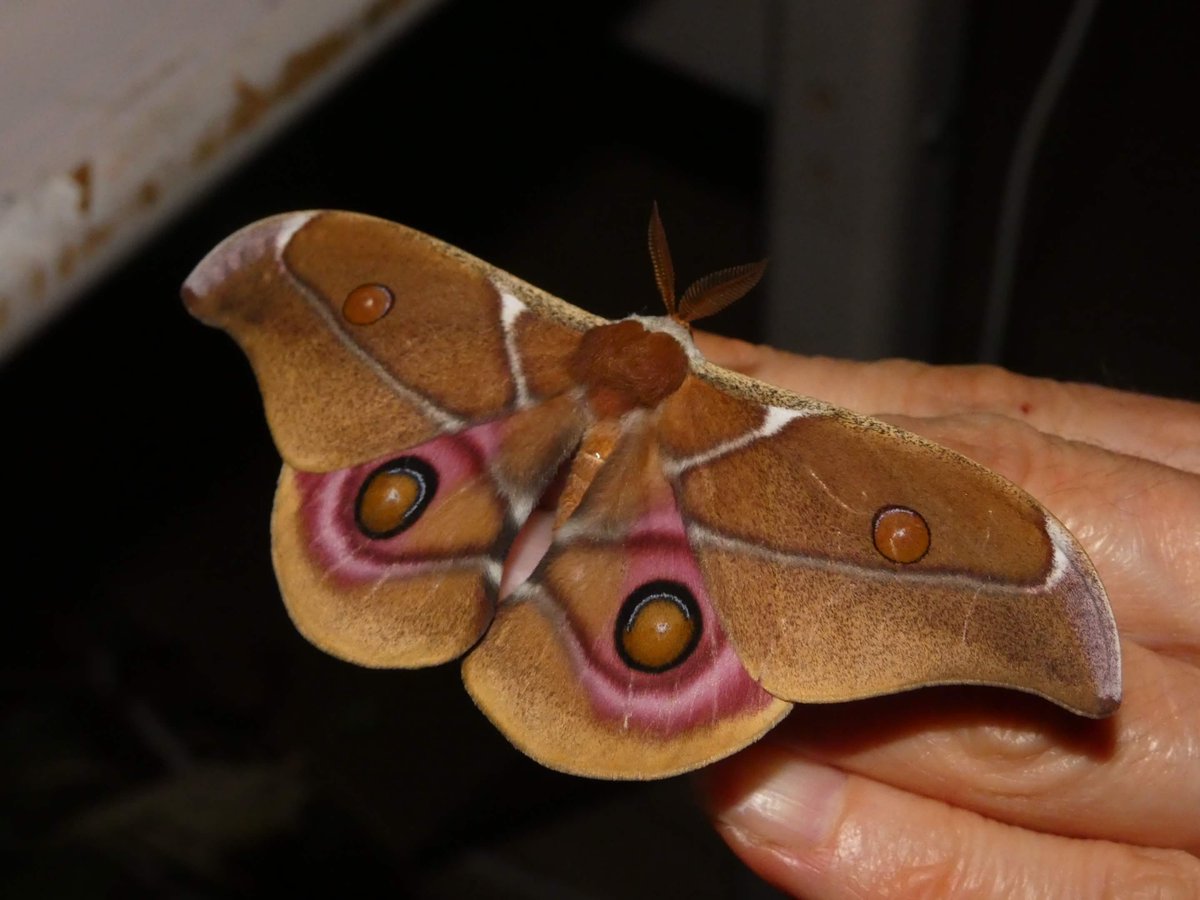 rio 🪲 bug oomf tweet media