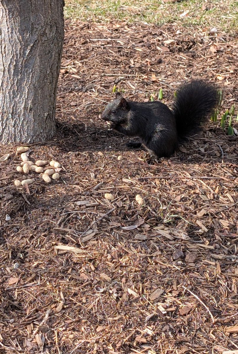 Jan Robben tweet media