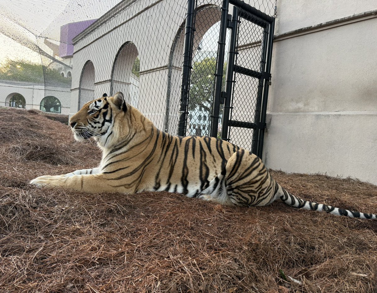 Mike VII tweet media