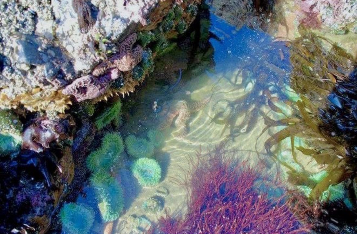 Blue Ocean tweet media