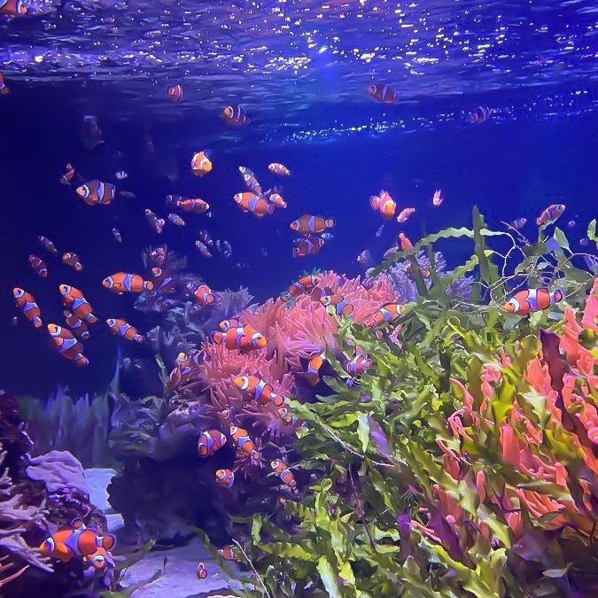 Blue Ocean tweet media