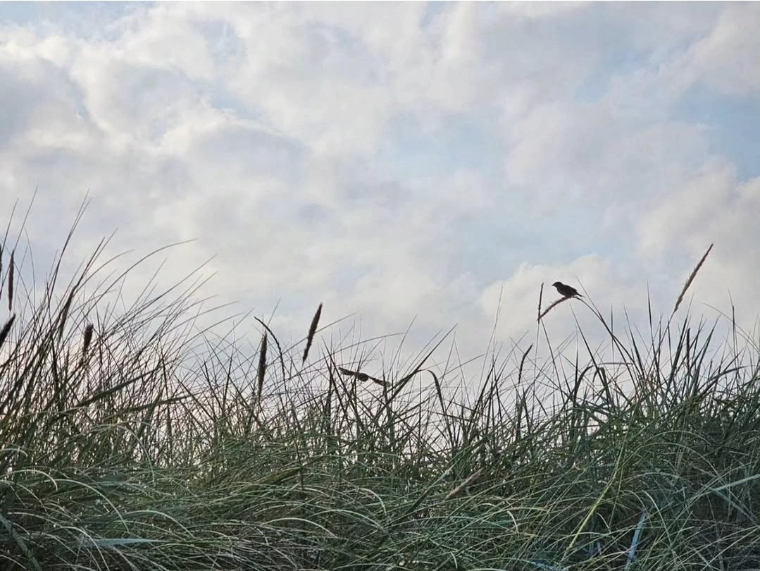 newspectres tweet media