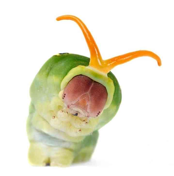 rio ๐ชฒ bug oomf tweet media