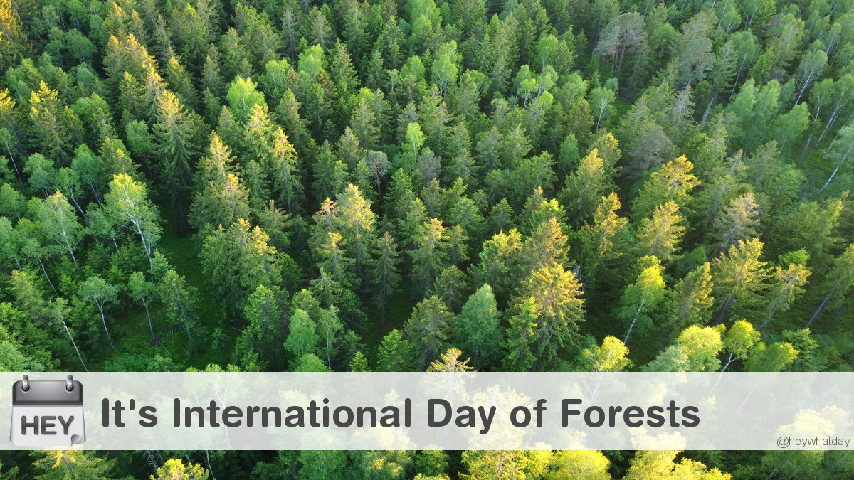HeyWhatDay's tweet photo. It's International Day of Forests! 
#ForestDay #ForestDay2026 #WorldForestryDay https://t.co/s4jZ4Qgckd