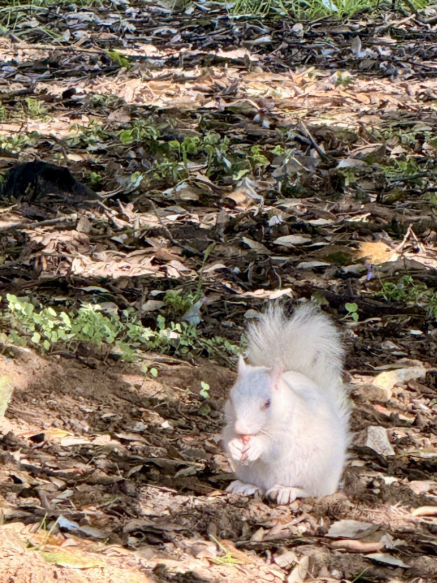 Ahhhh laah nuh tweet media