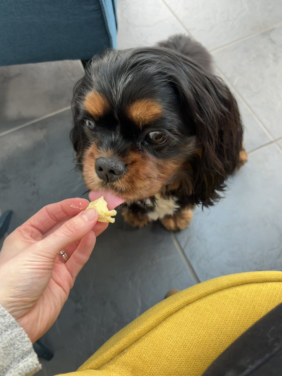 Nicola Price 🐶🌼💙 tweet media