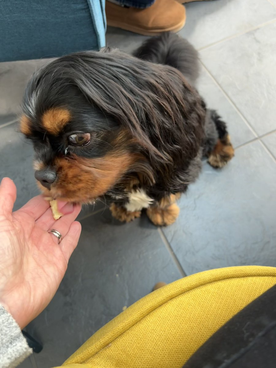 Nicola Price 🐶🌼💙 tweet media