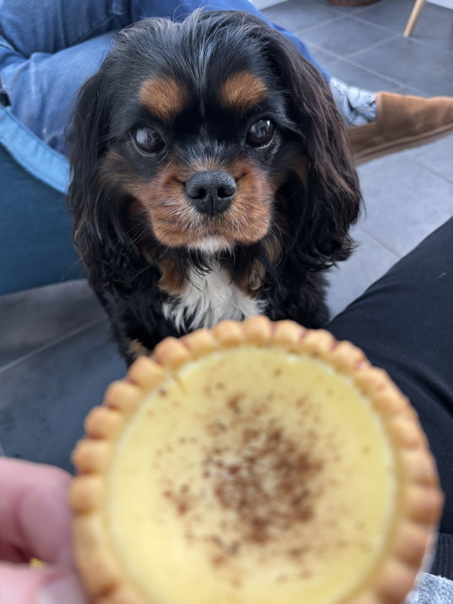 Nicola Price 🐶🌼💙 tweet media