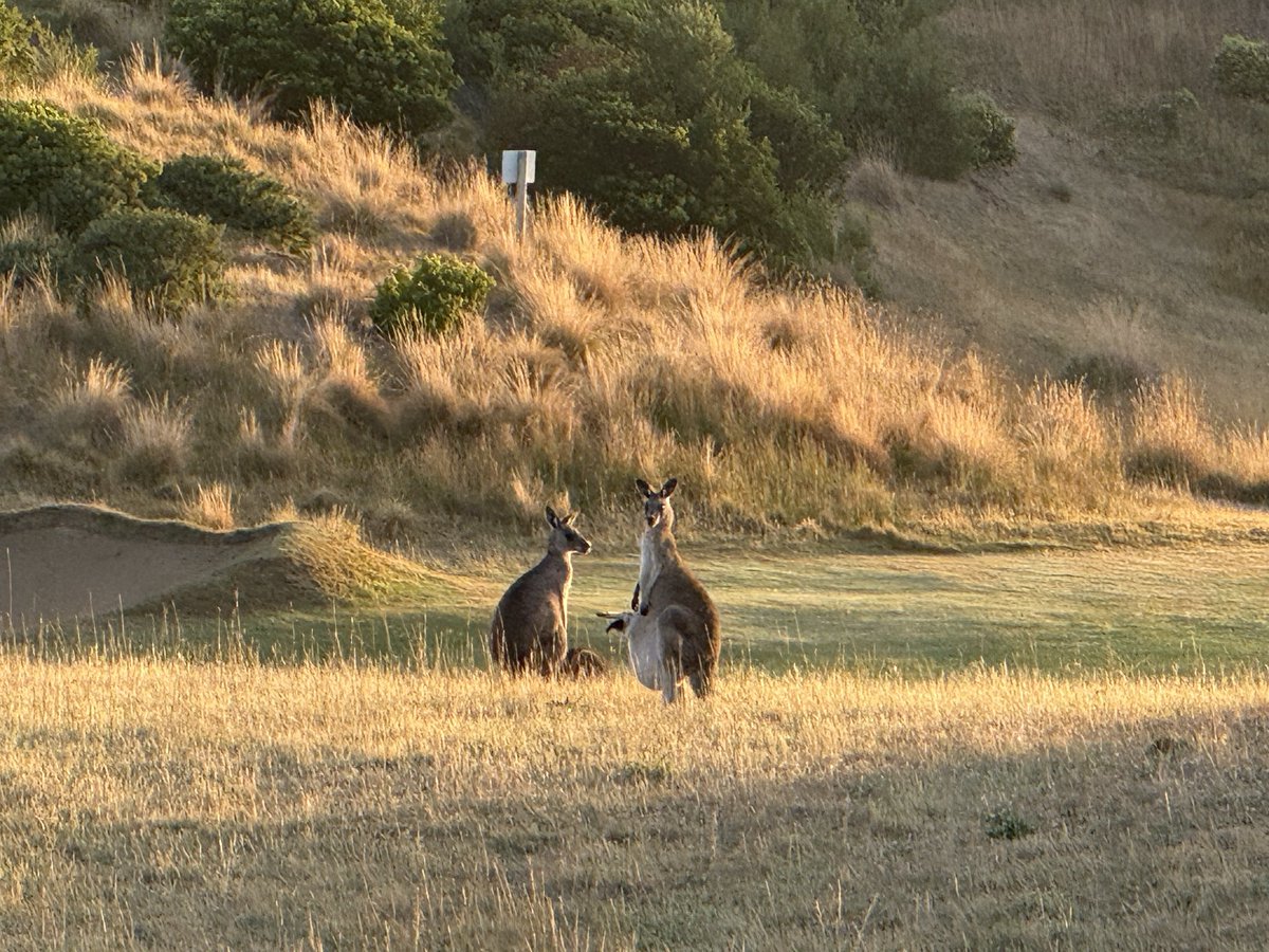 Rick Golfs tweet media