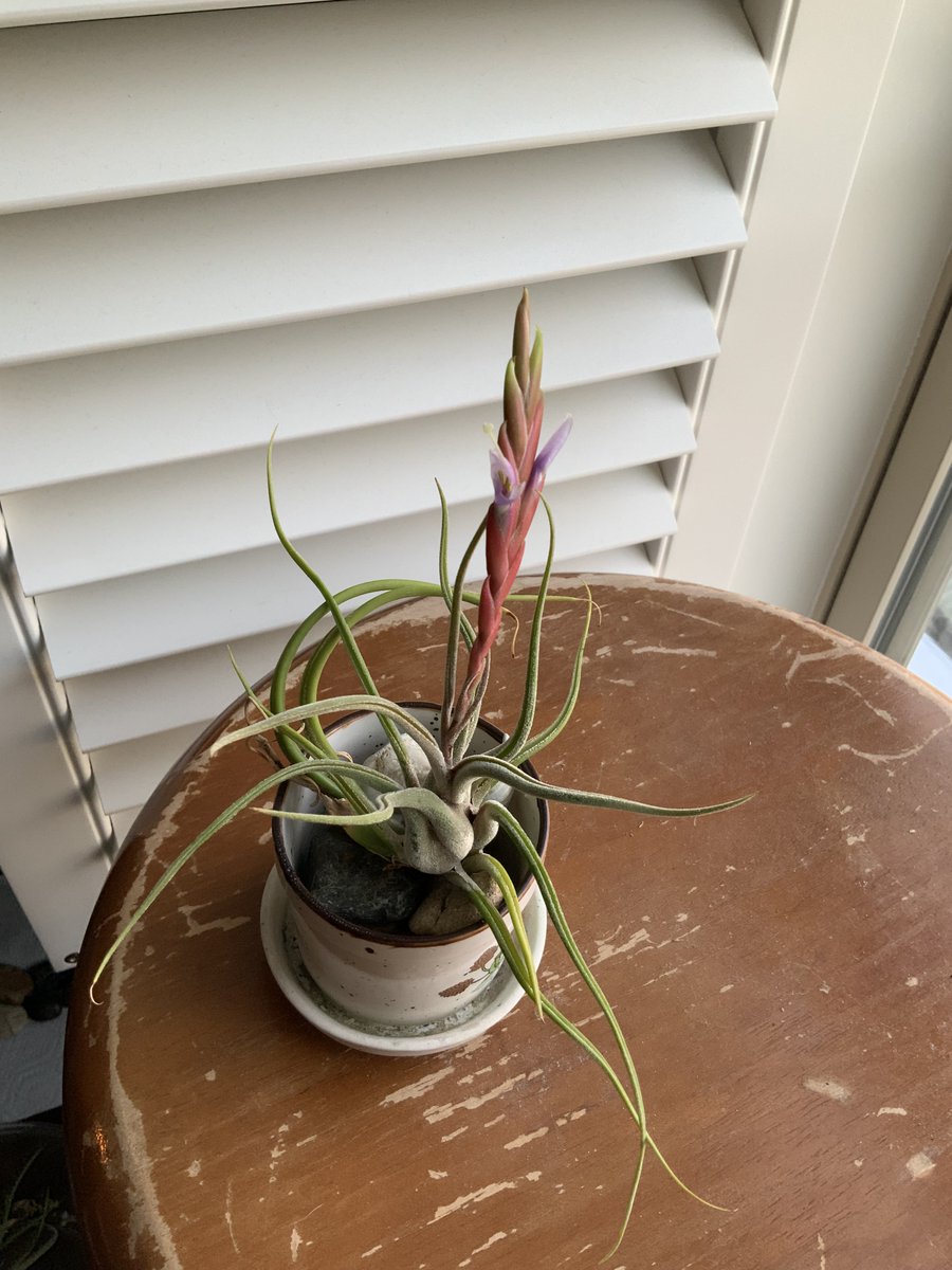 Fiercefauna tweet media