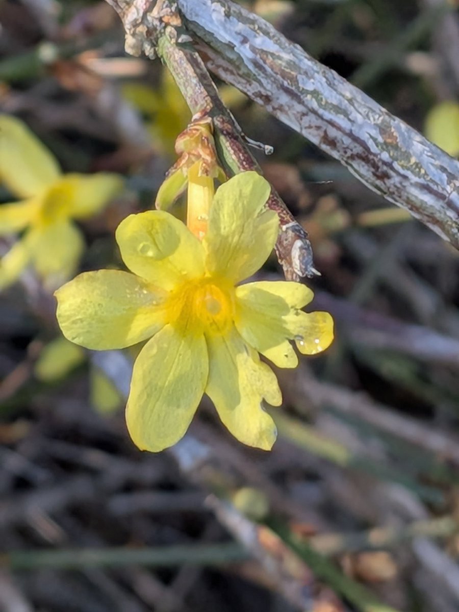 Shashi Bellamkonda tweet media