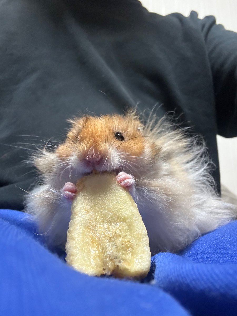 ニンゲン tweet media