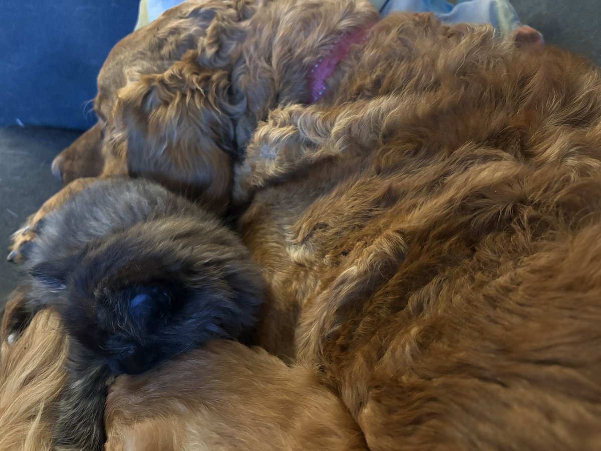 Kristin Raworth 🇨🇦 tweet media