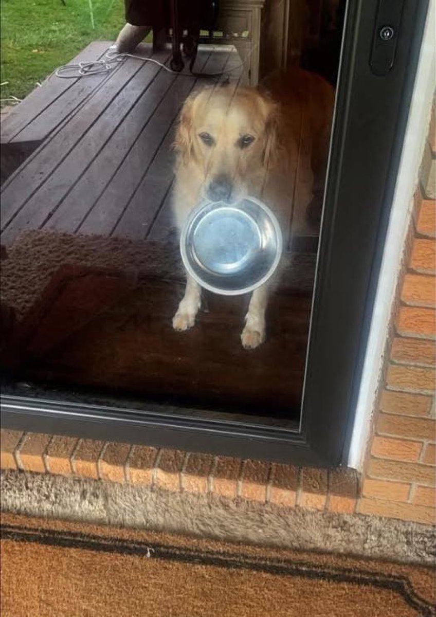 Puppies 🐶 tweet media