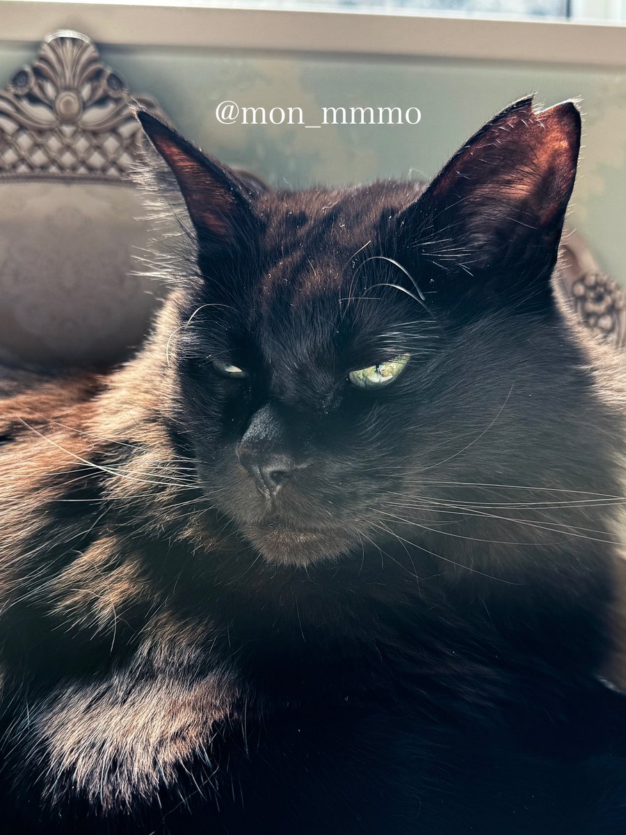 もんちゃん tweet media