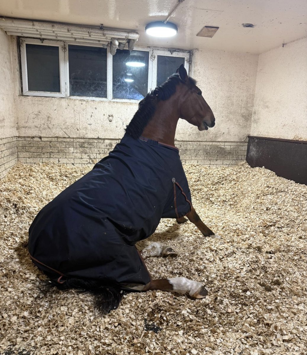 Mer Pol Mounted tweet media