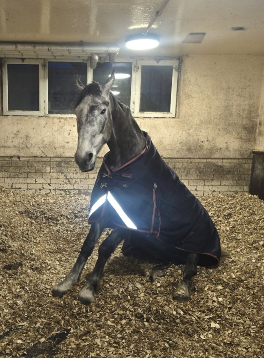 Mer Pol Mounted tweet media