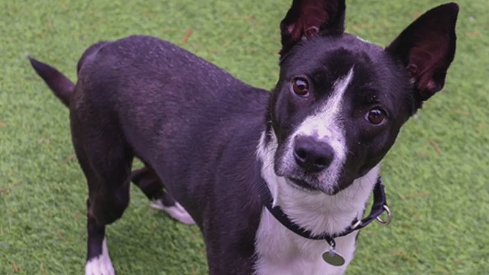 WGN Morning News tweet media