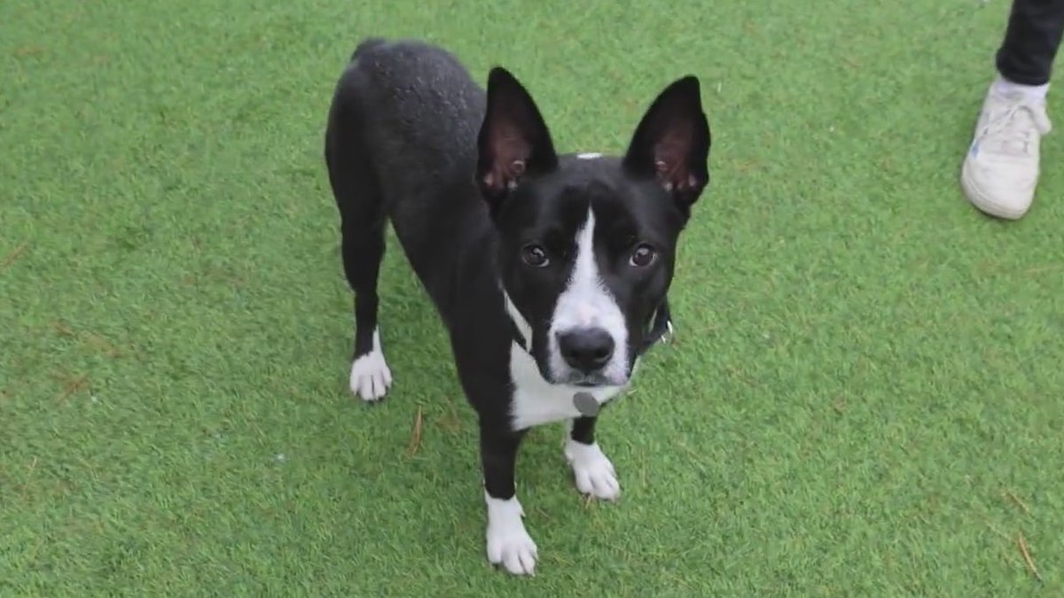 WGN Morning News tweet media