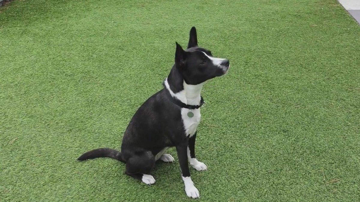 WGN Morning News tweet media