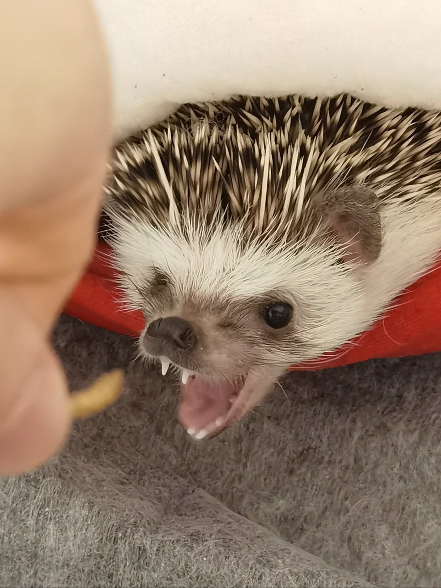 ليث سعد الحديد tweet media