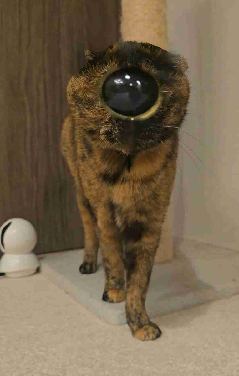 phantotree tweet media