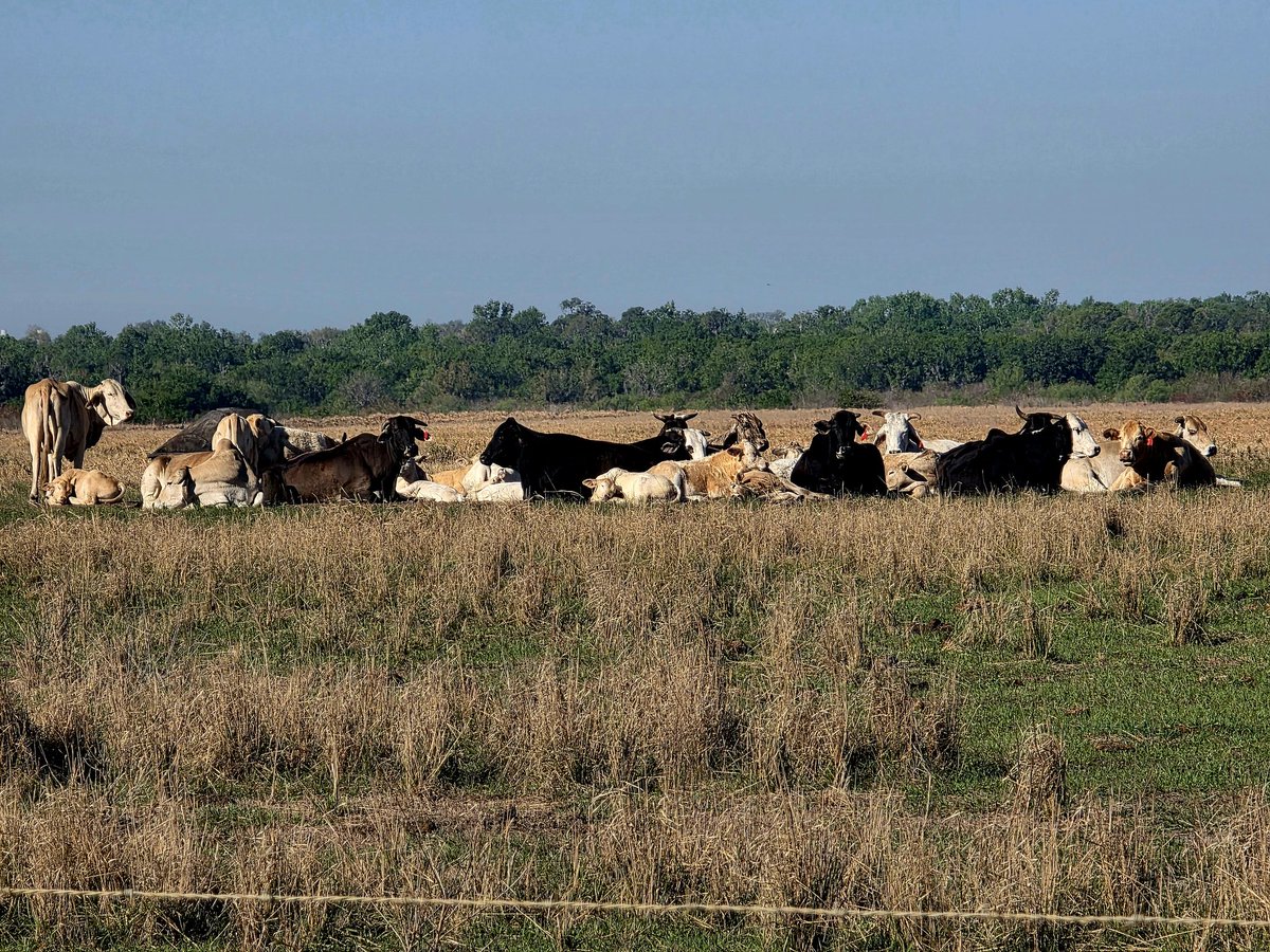 DIRT™️ tweet media