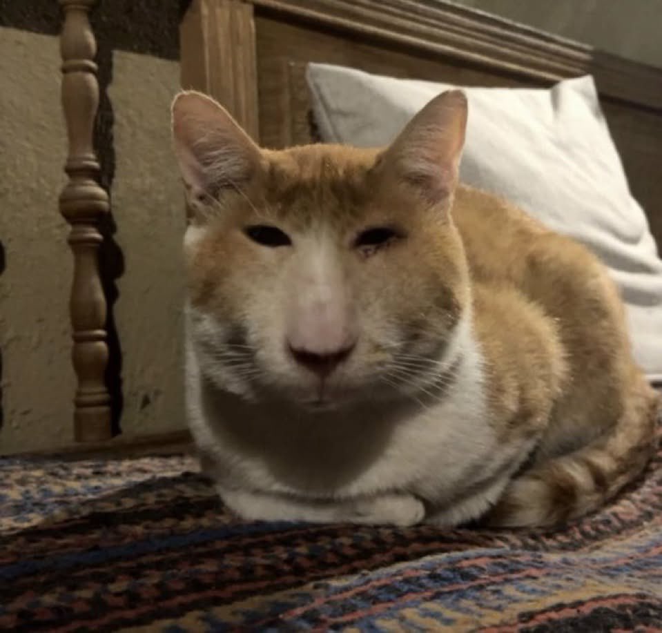 oznat COMMS OPEN tweet media