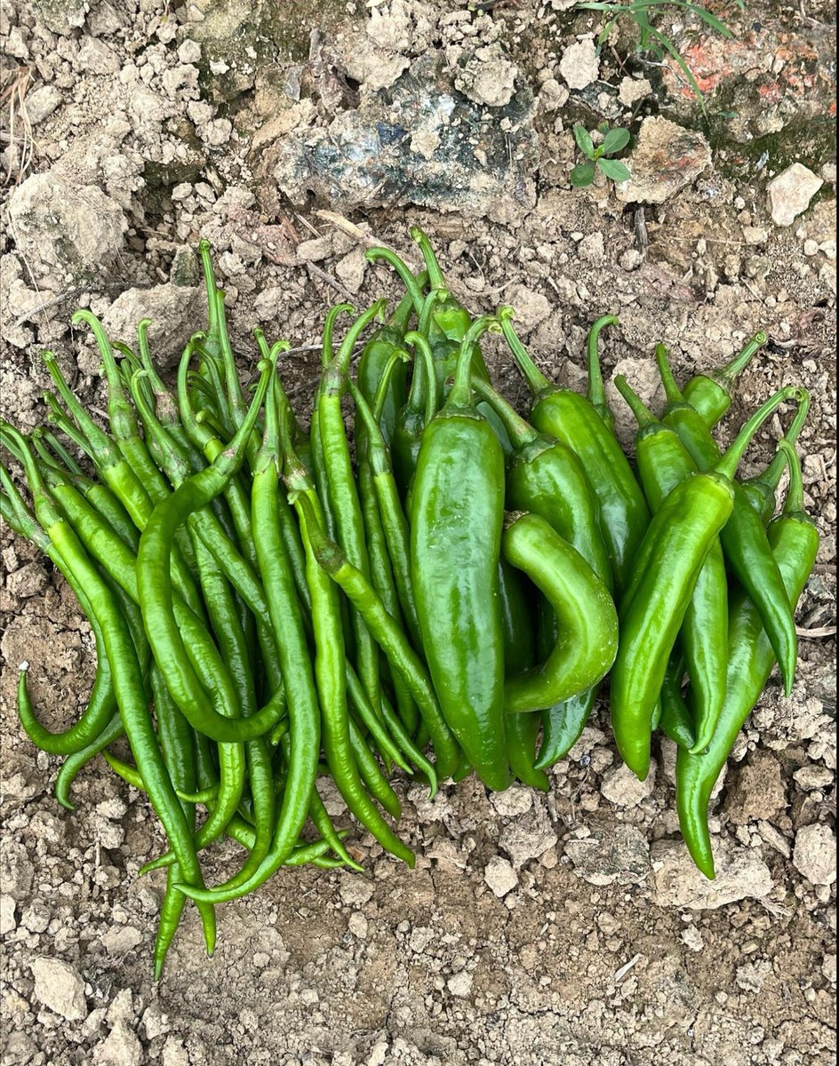 Sander Benjamins tweet media