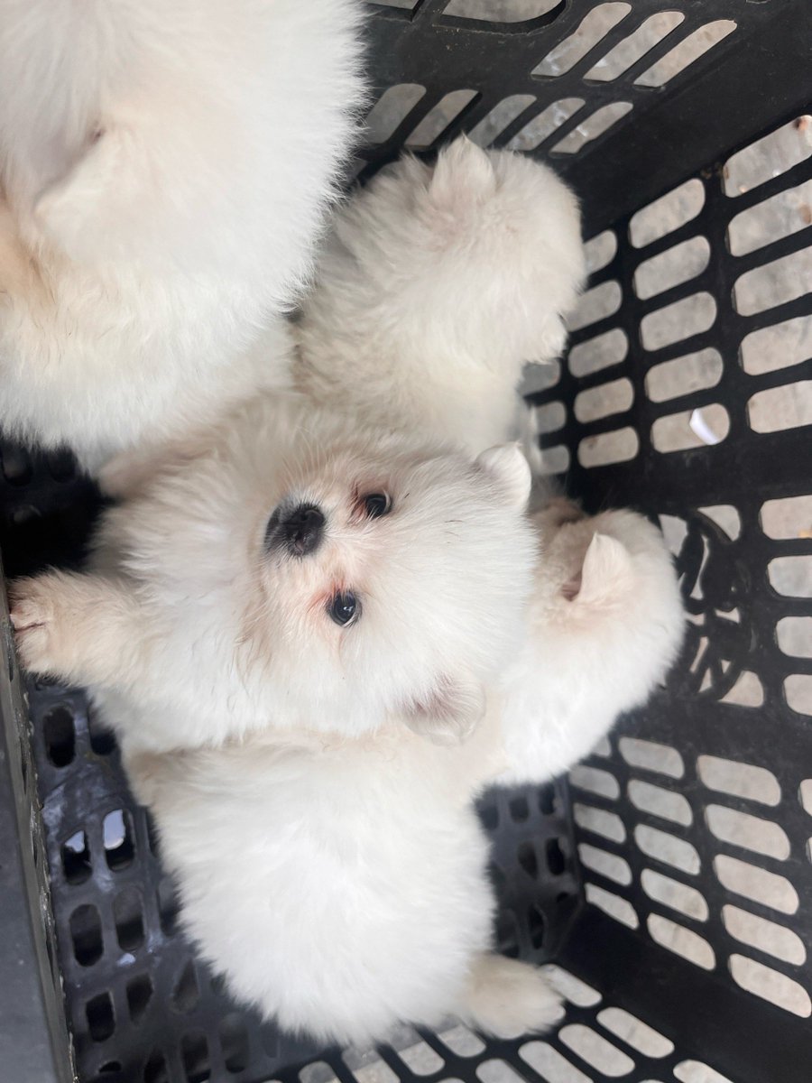 Shannen Crow tweet media