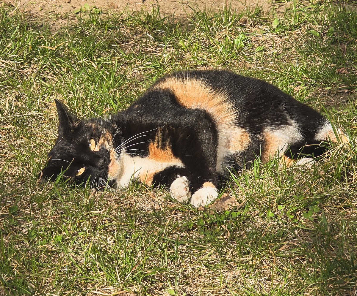 Той самий tweet media