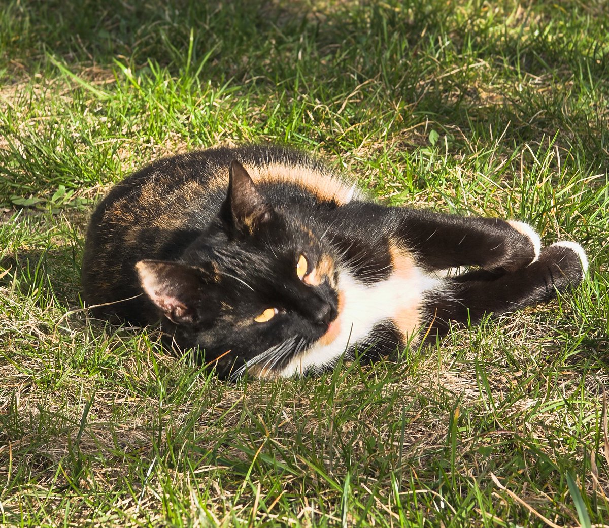 Той самий tweet media