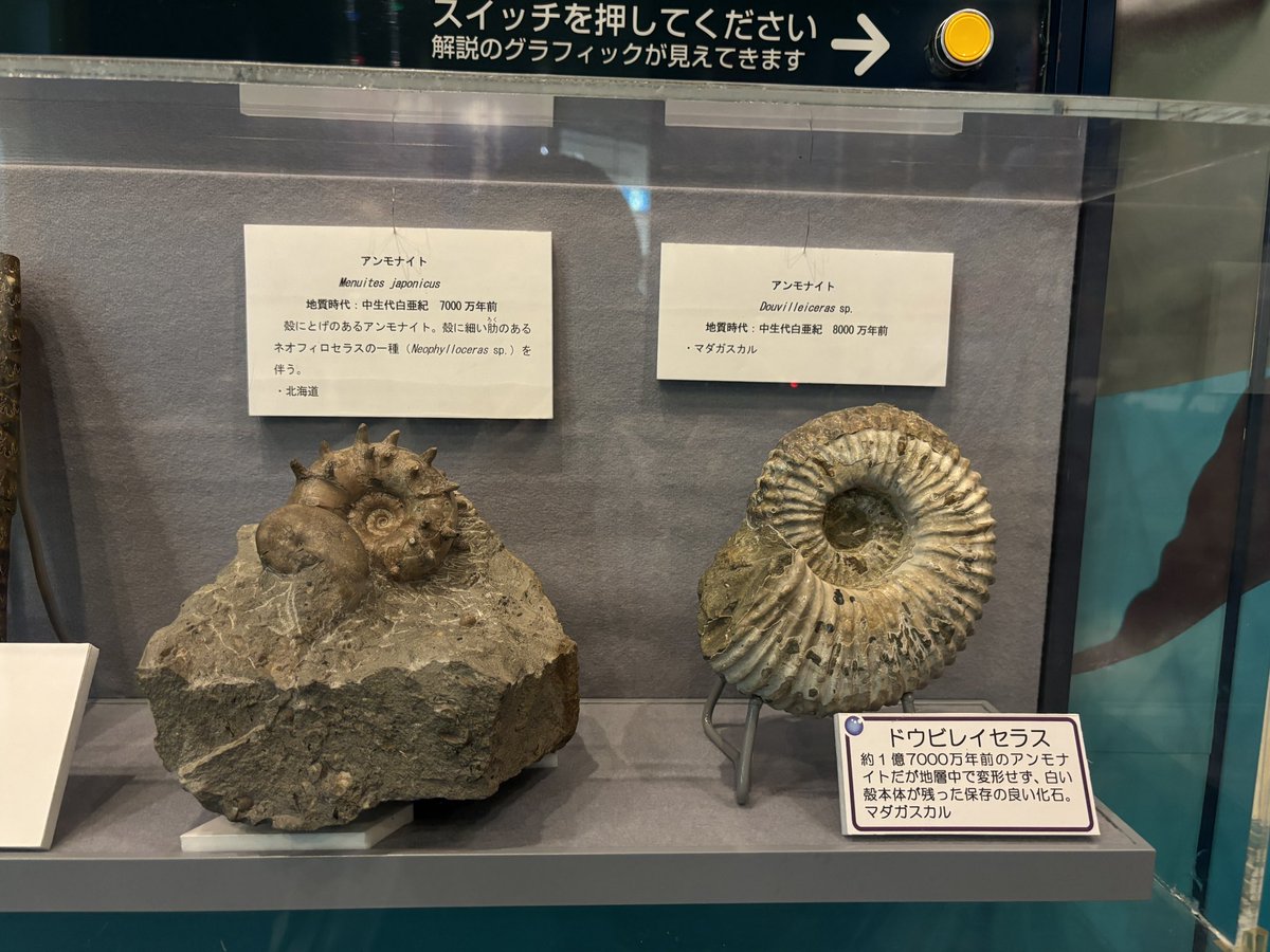 #倉敷市立自然史博物館 地元の人間は子どもの頃行く定番じゃなかろうか。ナウマンゾウの親子が目玉(しかも動く)𓃰𓃰 なんと、なんと入館料がおとな150円