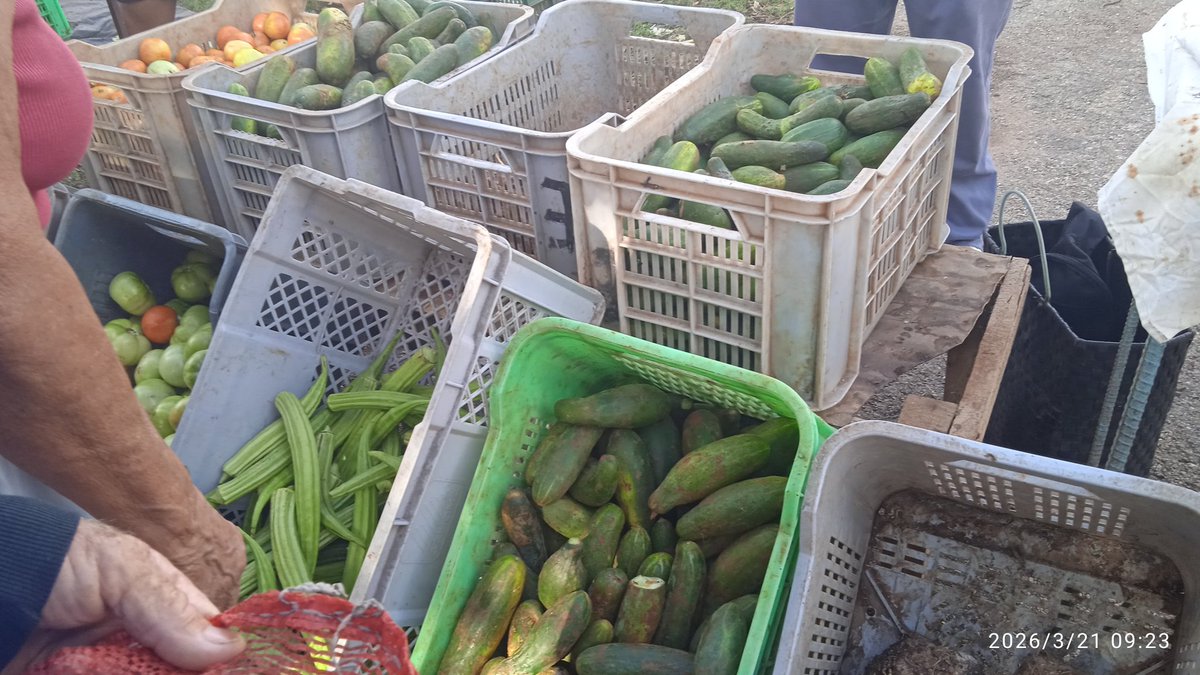 yaudel86's tweet photo. Feria agropecuaria este sábado en Unión de Reyes. @ArlnGonzle88299 @Yamile666420 @odacuba @mariofsabines @CaridadPoey https://t.co/fhihVsvH23